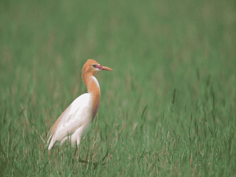 河北试管助孕试管移植体温37.8有气泡的试管
